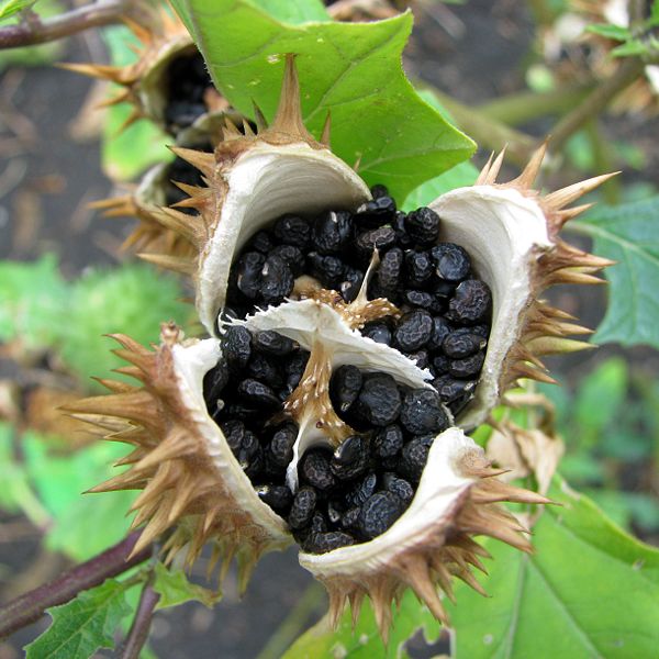 Archivo:Bieluń dziędzierzawa Datura stramonium Seed.jpg