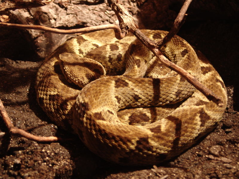 Archivo:Common lancehead.jpg