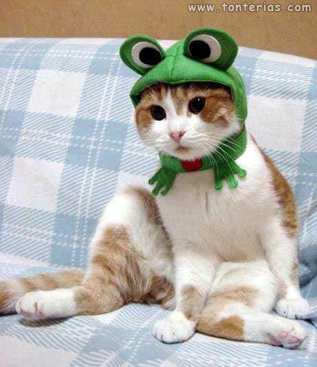 http://www.tonterias.com/wp-content/uploads/2000/07/3689_Gatos_vestidos-4.jpg
