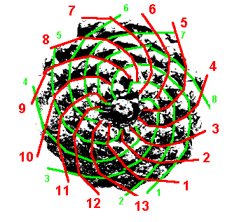 http://www.maikelnai.es/wp-content/uploads/2007/09/pina-fibonacci.gif