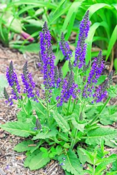 http://plantas-especies.com/wp-content/uploads/2008/11/salvia-plantas-para-el-catarro.jpg