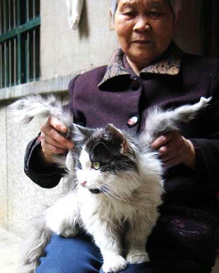 http://www.dotpod.com.ar/wp-content/uploads/gato-con-alas.jpg